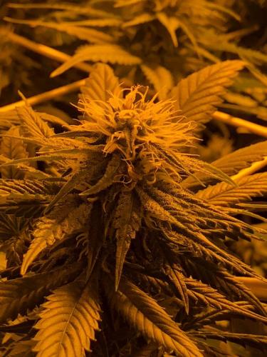leriff-riff-Vente en Gros de CBD Suisse-Grossiste de cannabis légal-suisse-23
